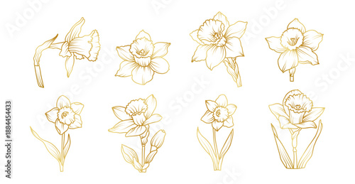 Hand drawn daffodil flower set in elegant line art style, spring botanical floral collection with narcissus blooms, buds and leaves illustration