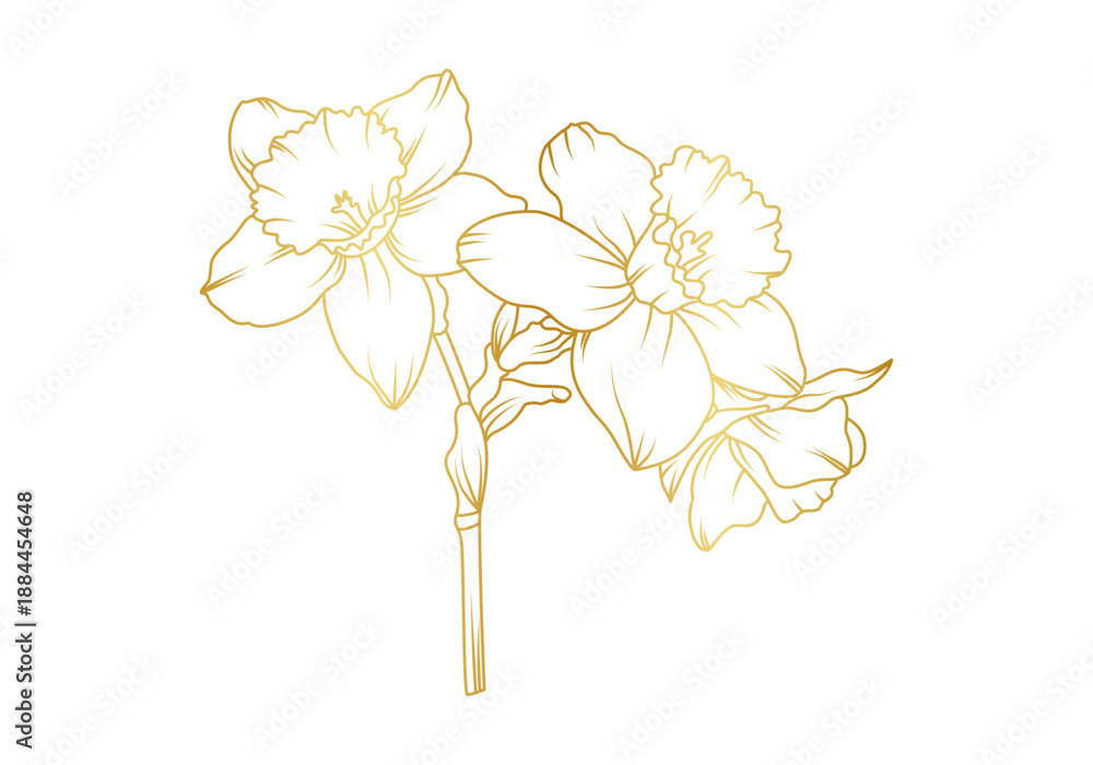 Obraz premium Narcissus lily flowers line art isolated on white background. Luxury daffodil floral golden design elements for invitation, wedding, wallpaper, print template, vector illustration