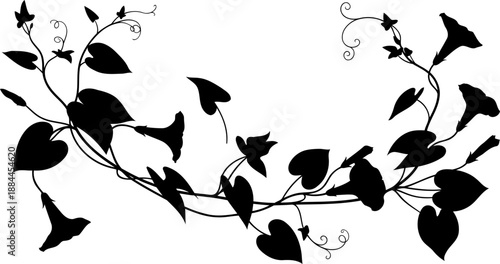 Morning glory vine silhouette with trumpet flowers vector