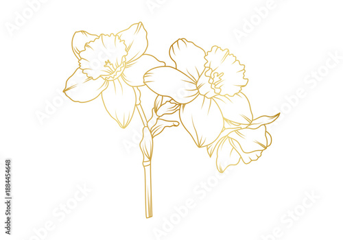 Narcissus lily flowers line art isolated on white background. Luxury daffodil floral golden design elements for invitation, wedding, wallpaper, print template, vector illustration