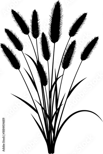 Pennisetum fountain grass silhouette vector illustration