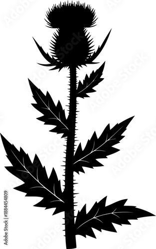 Prickly thistle plant with serrated leaves and flower head silhouette vector