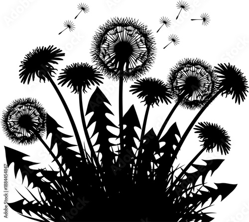 Patch of dandelions with seed heads and blowing seeds silhouette vector