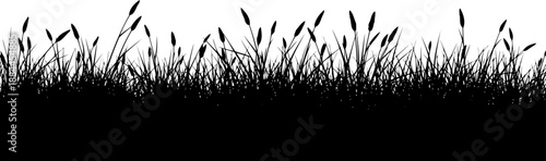Row of tall marsh reeds and aquatic grass silhouette vector