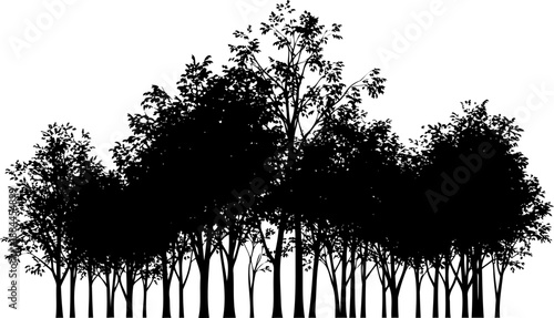 Row of deciduous trees with detailed leaf foliage and slender trunks silhouette vector