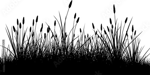 Tall meadow grass border with fuzzy seed heads silhouette vector