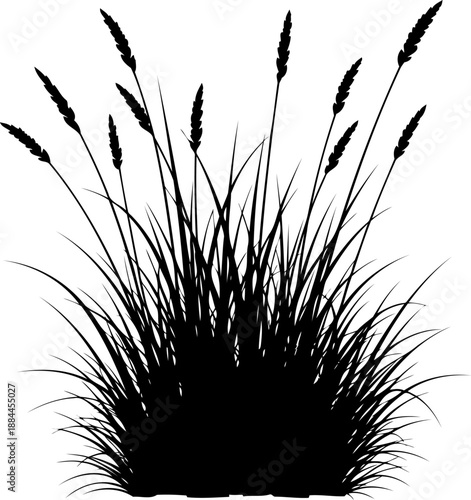 Tall wild grass tuft silhouette with seed heads vector