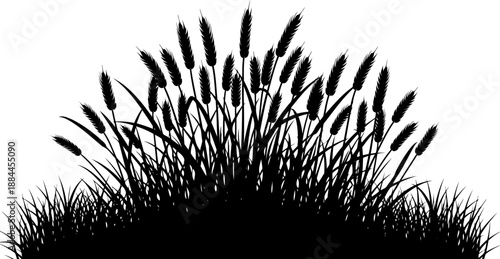 Thick grouping of wheat stalks with mature grain heads silhouette vector