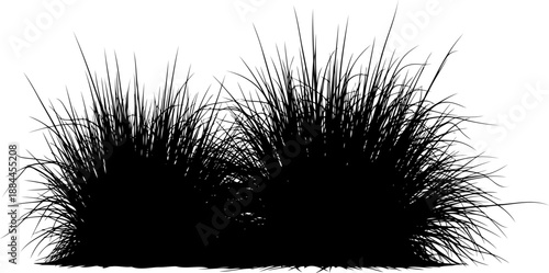 Two dense clumps of ornamental garden grass silhouette vector