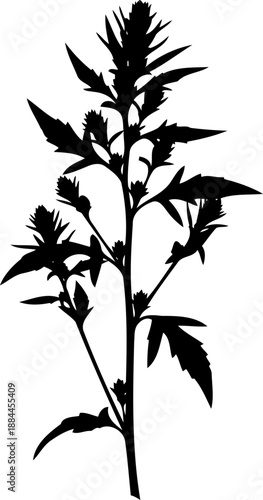 Wild plant with serrated leaves and small flower buds silhouette vector