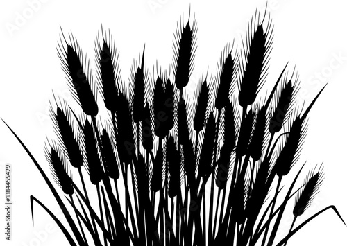 Black silhouette of wheat ears and cereal stalks vector