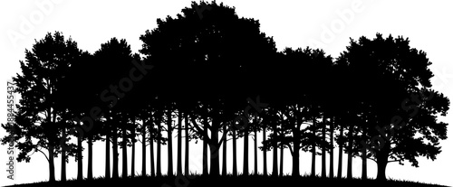Woodland edge or forest tree line with various species silhouette vector