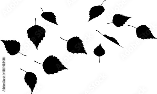 Birch tree leaves drifting in wind silhouette vector