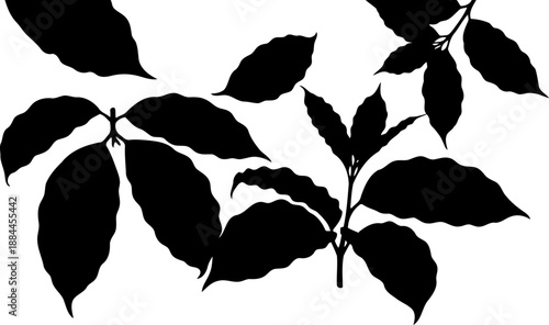 Branch with several pointed oval leaves and small stems silhouette vector