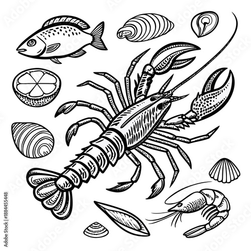 Vintage Marine Life Scientific Line Illustration
