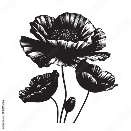 Detailed poppy flower heads and seed pod in hatching style vector illustration monochrome