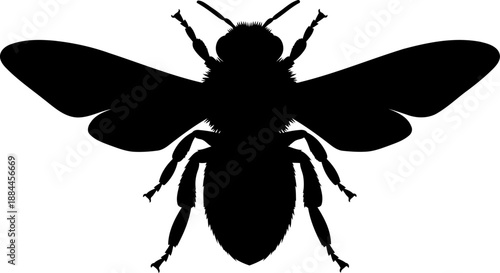 Bumblebee silhouette top view fuzzy insect pollinator vector graphic