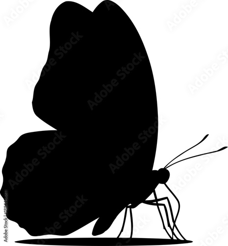 Closed wing butterfly silhouette side view insect vector illustration