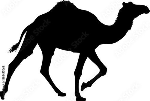 Dromedary camel walking silhouette side view desert animal vector