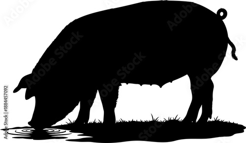 Drinking pig silhouette side view farm animal at water puddle vector