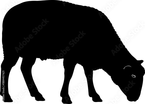 Grazing sheep silhouette side view head down livestock vector illustration