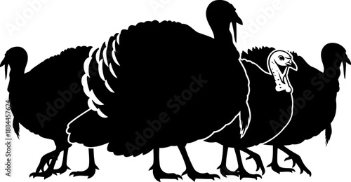 Group of domestic turkey silhouettes poultry farm birds vector illustration