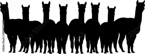 Herd of alpacas silhouette front view group of llamas vector illustration