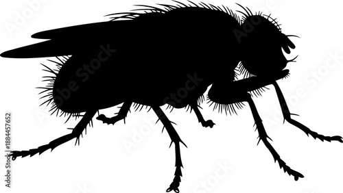 House fly silhouette side view pest insect vector graphic