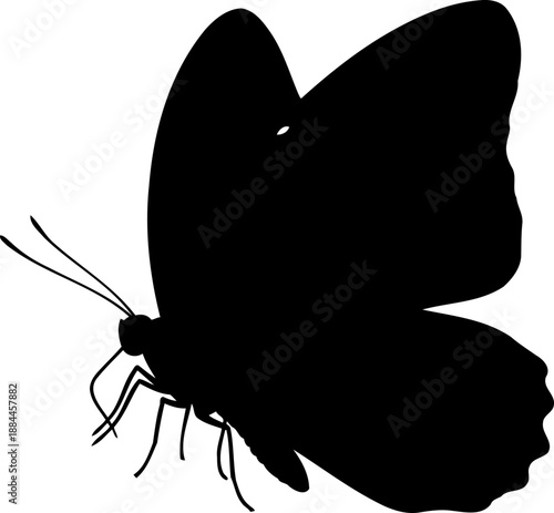 Open wing butterfly silhouette side view insect vector illustration