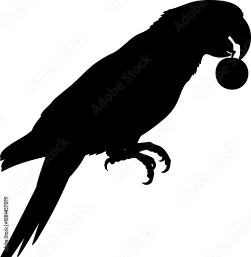 Perched parrot silhouette side view holding fruit in beak vector