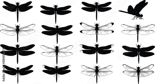 Dragonfly silhouettes, detailed vector illustrations, black and white insect designs, nature motifs, decorative elements