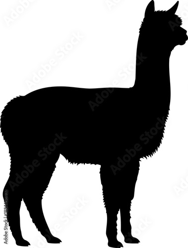 Standing alpaca silhouette side view woolly farm animal vector illustration