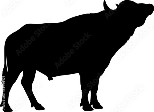 Standing buffalo silhouette head raised side view bovine vector