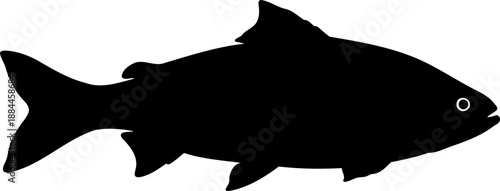 Swimming salmon fish silhouette side view aquatic animal vector