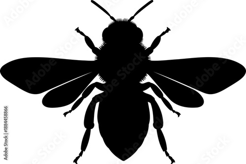 Top view honey bee silhouette symmetrical insect vector illustration
