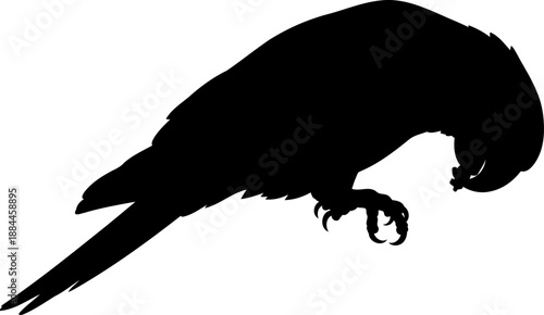 Tropical parrot silhouette perched and leaning forward side view bird vector