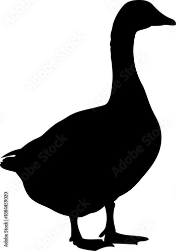Waterfowl goose silhouette standing side view bird vector