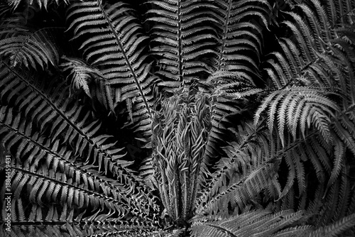 Beautiful fern leaf texture in nature. Natural ferns blurred background. Fern leaves Close up. Fern plants in forest. Black and white photo