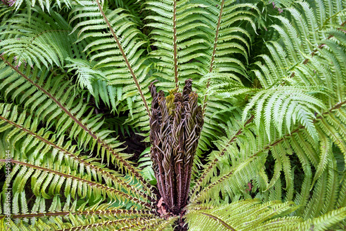 Beautiful fern leaf texture in nature. Natural ferns blurred background. Fern leaves Close up. Fern plants in forest. Background nature concept