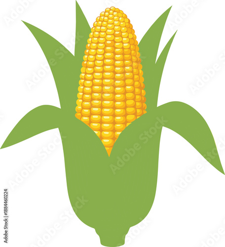Fresh corn cob illustration showing ripe maize vegetable with green husk for agriculture food farming and healthy nutrition concepts