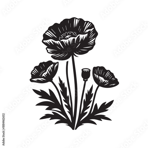 Three poppy flowers with a bud and leaves vector illustration, hand-drawn black and white sketch