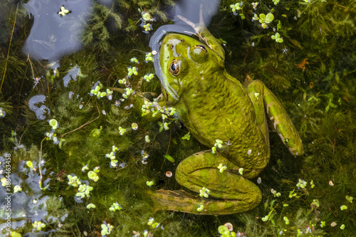 Top view of a green frog sticking its head out of the water and lying in the algae