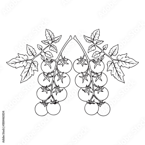 Symmetric Tomato Cluster Line Art Illustration for Organic Brand Design