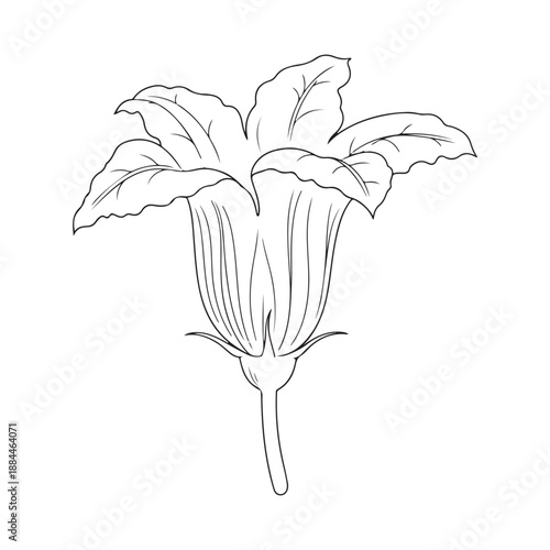 Zucchini Blossom Line Art Illustration for Organic Brand Design