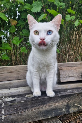  White Cat with  Heterochromia Standing Full Length on Neutral Background 