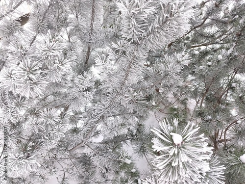 The close-up photo shows pine branches densely covered with frost or snow. Pine needles look fluffy and white, creating a winter or Christmas atmosphere.