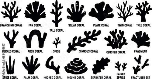 Flat design coral silhouette set with labeled species shapes close up top view black icons for educational marine diagrams vector collection
