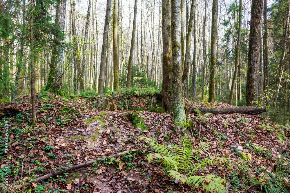 Obraz premium Woodland slope in late autumn with rich brown leaf litter and vibrant green mossy ferns beneath tall forest trees