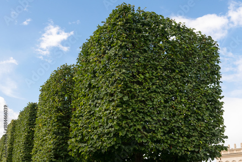 Artistic pruning and shaping of tree branches in the form of a square