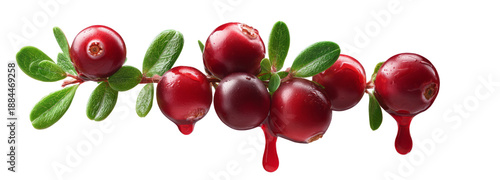 Fresh cranberries with juice drops transparent background nature studio